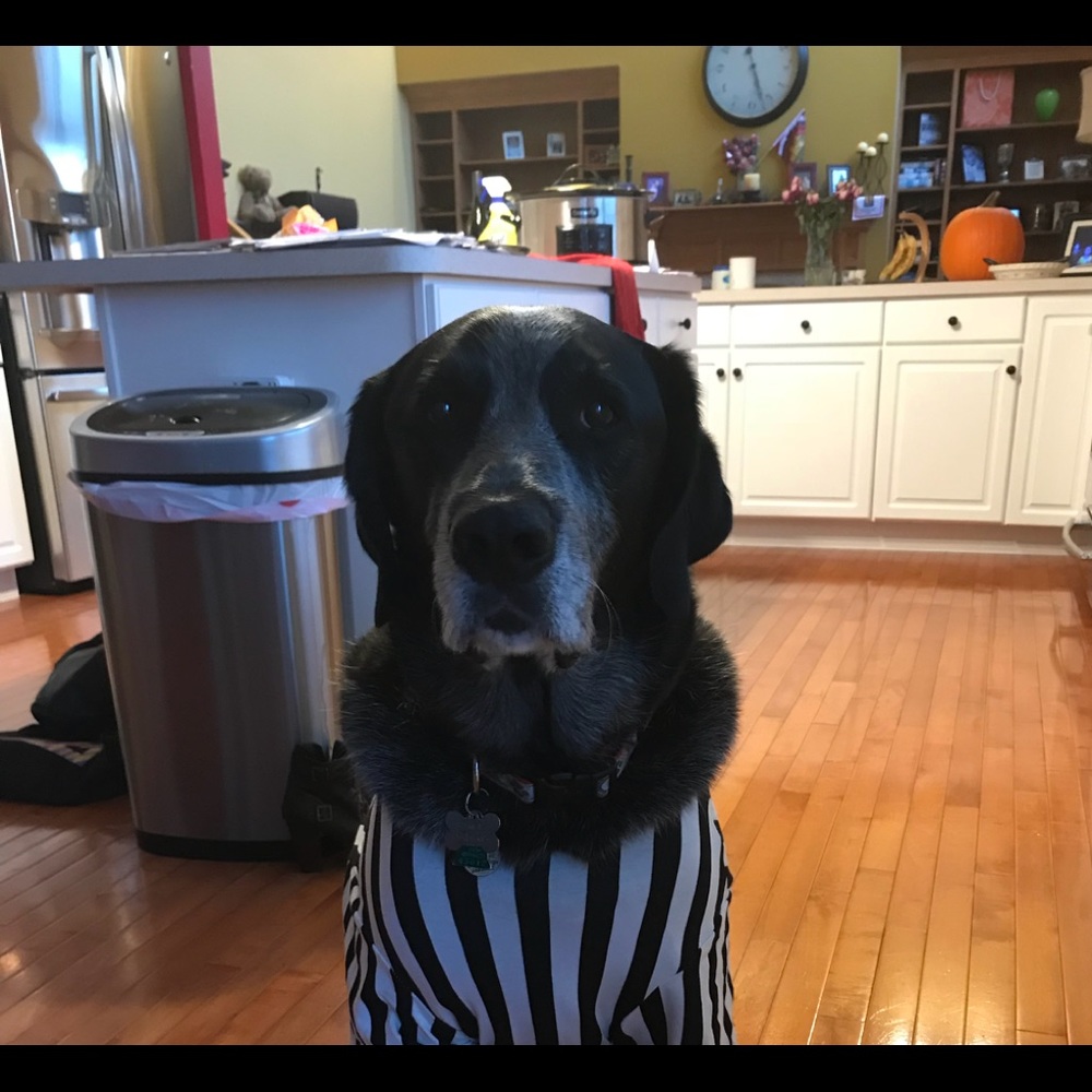 Meet your Posher, Holly